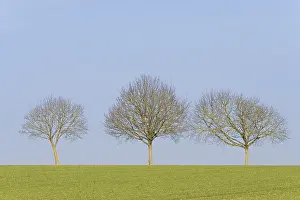 Deciduous Trees Germany Drucke: Deciduous trees, row of trees in a green field