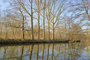 Nice Weather Waterfront Scene Drucke: Deciduous trees on the shore, reflection on the water surface