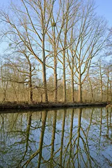 Deserted River Bank Drucke: Deciduous trees on the shore, reflection on the water surface