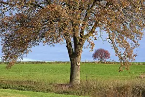 Autumn Mood In Germany Drucke: Deciduous trees, soltary trees