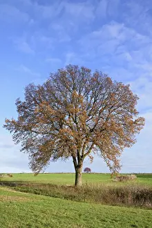 Deciduous Tree With Red Fruit Drucke: Deciduous trees, soltary trees