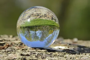 Deciduous Trees In Spring Drucke: Deciduous trees in spring, reflected in a glass sphere