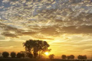 Morning Atmosphere Photography Drucke: Deciduous trees at sunrise and cloudy sky