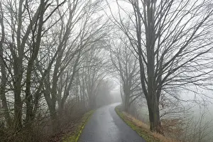 German Countryside Winter Drucke: Deciduous trees by the wayside