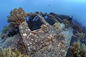 Deserted Coral Reef Scene Drucke: Deck, overgrown with various corals