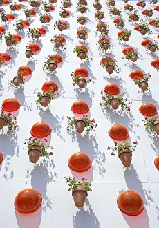 Full Frame Flower Photography Drucke: Decorations on wall with geraniums (Pelargonium)