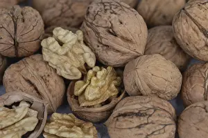 Central European Walnuts Drucke: Decorative fresh walnuts from Germany