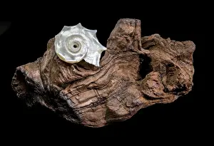 Dark Driftwood Background Drucke: Decorative white seashell, featuring a beautiful and complex texture