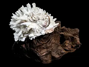 Dark Driftwood Background Drucke: Decorative white seashell, featuring a beautiful and complex texture
