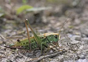 Pterygote Insect Pictures Online Drucke: Decticus verrucivorus, grasshoppers