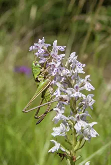 Wildlife Insect Photography Drucke: Decticus verrucivorus, grasshoppers