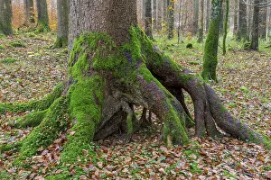 Overgrown With Moss Trees Drucke: Deep green mossy trees at Langbathsee