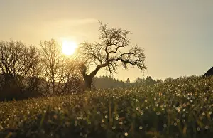 Solitary Tree Germany Drucke: Deep view of a single tree without leaves with grass in the foreground