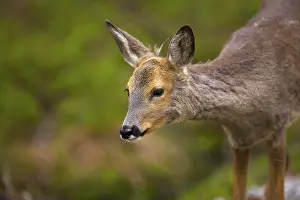 Norwegian Wildlife Drucke: A deer in Norway
