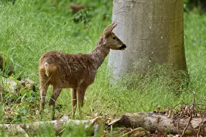 Springtime Nature Scene Drucke: A deer stands in the greenery next to a tree