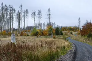 Harz National Park Germany Drucke: Deforested area and bare spruces