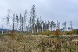 Harz National Park Germany Drucke: Deforested area and bare spruces