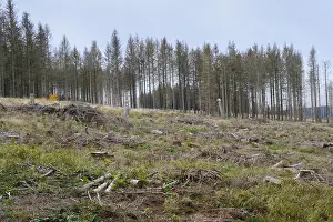 East Germany Environmental Damage Drucke: Deforested area and bare spruces