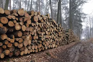 Timber Industry Storage Drucke: Deforested tree trunks
