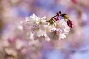 Delicate Pink Blooms Drucke: Delicate cherry blossoms in full bloom against a soft