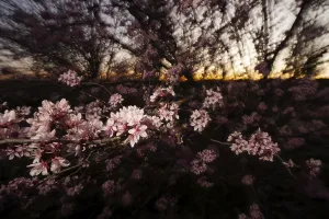 Close Up Cherry Blossoms Drucke: Delicate cherry blossoms foreground with a sunset backdrop