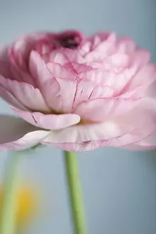 Pastel Colored Decoration Drucke: Delicate pink ranunculus, Bl