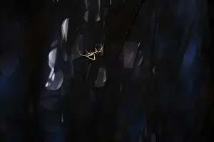 Wildlife Macro Photography Drucke: A delicate spider highlighted against a dark