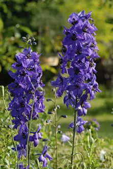 Summer Blossom Photography Drucke: Delphinium