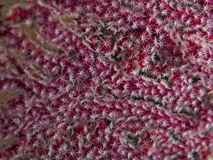 Bilder Datiert 27. Juli 2024: Red white fan coral print