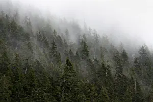 Dense Forest Alaska Drucke: Dense forest on mountain slopes
