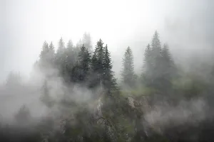 American Wilderness Photography Drucke: Dense forest on mountain slopes
