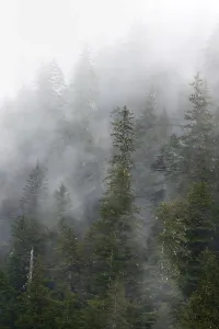 Dense Forest Landscape Drucke: Dense forest on mountain slopes