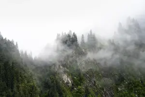Dense Forest Drucke: Dense forest on mountain slopes