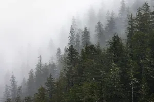 Dense Forest Alaska Drucke: Dense forest on mountain slopes