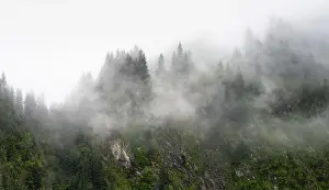 Dense Forest Drucke: Dense forest on mountain slopes