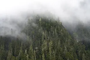 Mystical Fog Landscape Drucke: Dense forest on mountain slopes