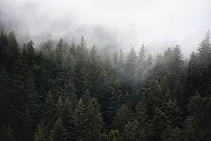 American Wilderness Photography Drucke: Dense forest on mountain slopes