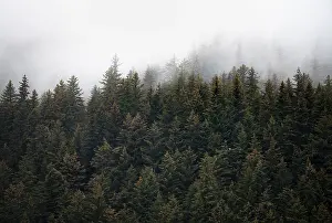 American Wilderness Photography Drucke: Dense forest on mountain slopes