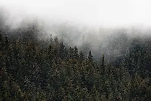 Mystical Forest Atmosphere Drucke: Dense forest on mountain slopes