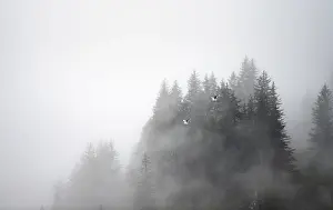Alaska Forest Landscape Drucke: Dense forest on mountain slopes