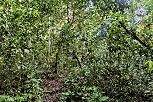 Natural Environment Photo Drucke: A dense forest through which a narrow path leads