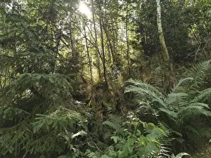 Dense Forest Scenery Drucke: Dense forest with sunlight shining through the trees