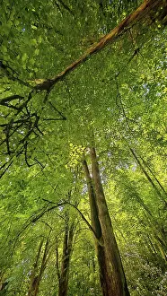 Dense Forest Drucke: Dense forest with tall trees, viewed from below in perspective