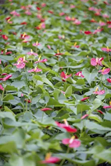 Ornamental Garden Drucke: A dense patch of Anthurium andraeanum