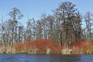 Nature Park Peenetal Drucke: Dense red bushes in front of bare trees