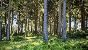 Southern Germany Hiking Trails Drucke: Dense rows of trees in a quiet forest