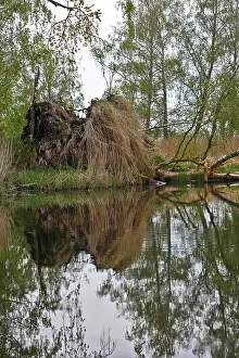 Tree Reflection In Water Drucke: Dense tree reflection in water