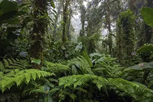 Central America Wilderness Area Drucke: Dense vegetation in cloud forest