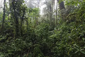 South American Rainforest Landscape Drucke: Dense vegetation in cloud forest
