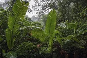 Uninhabited Nature Preserve Drucke: Dense vegetation in cloud forest
